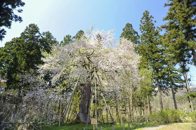 Kizashi Cherry at the Enichiji Site