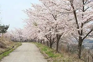 Nishire Heisei Cherry Avenue