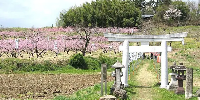 Peaches of the Takako Twenty Views