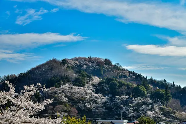 Cherry Blossoms of Chausuyama