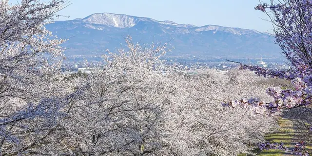 Beniyatoge Senbonzakura Forest Park