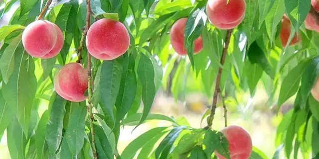 Saito Orchard