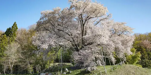 Koshiro Cherry