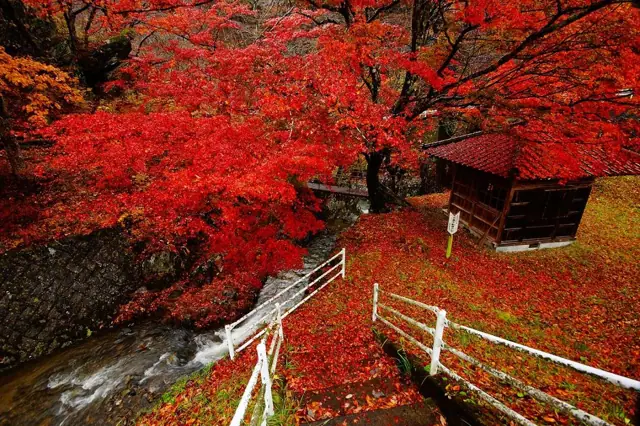 Shimotaki Fudo Grove