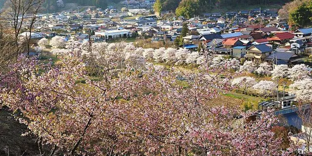 Furudono Cherry Road