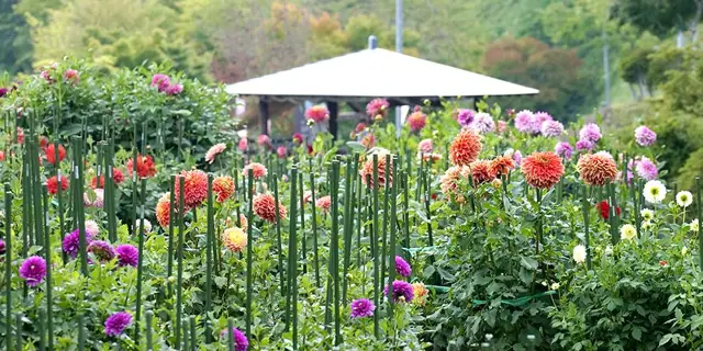 Yuyu Land Hanawa Dahlia Garden