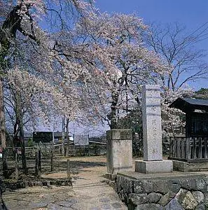 Cherries of Mukaigaoka Park