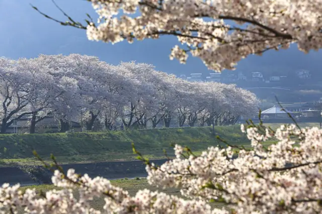 Kuji River Cycling Road Cherries