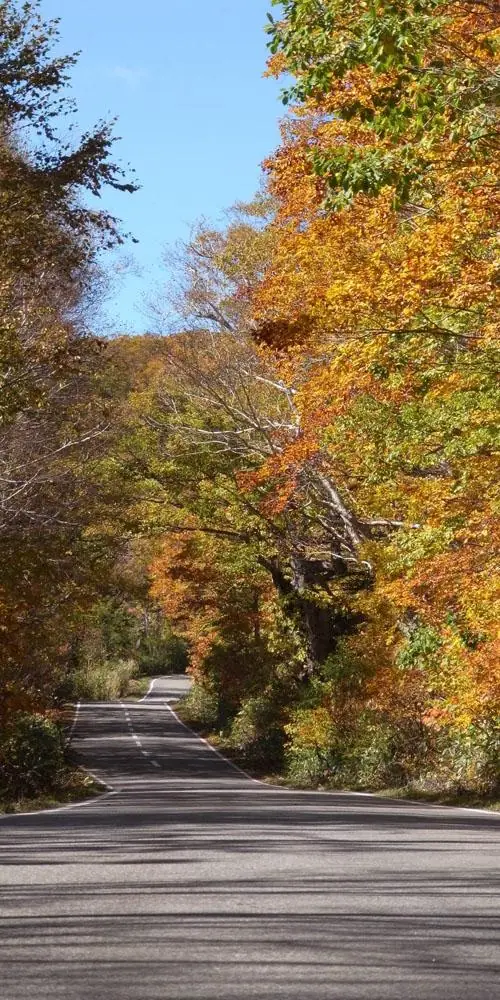 Autumn Leaves of Bunadaira