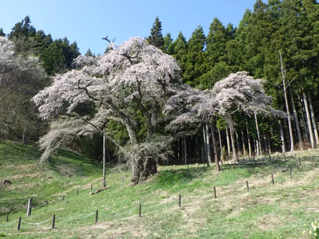 Iwakura Cherry