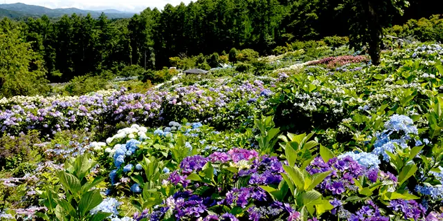 Jupia Land Hirata Hydrangea and Lily Gardens