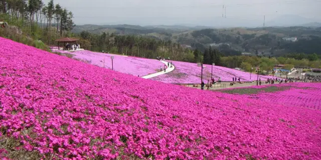 Moss Phlox of Jupia Land Hirata
