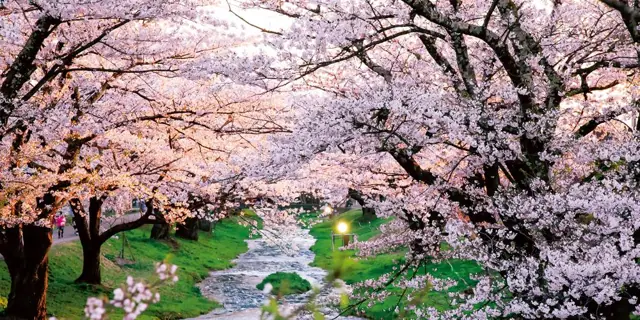 Kannonji River Cherry Trees