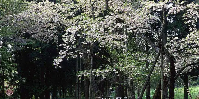 Oshika Cherry