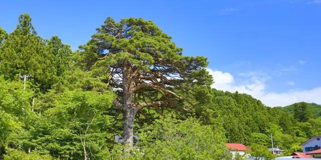Shiratsu Umbrella Pine