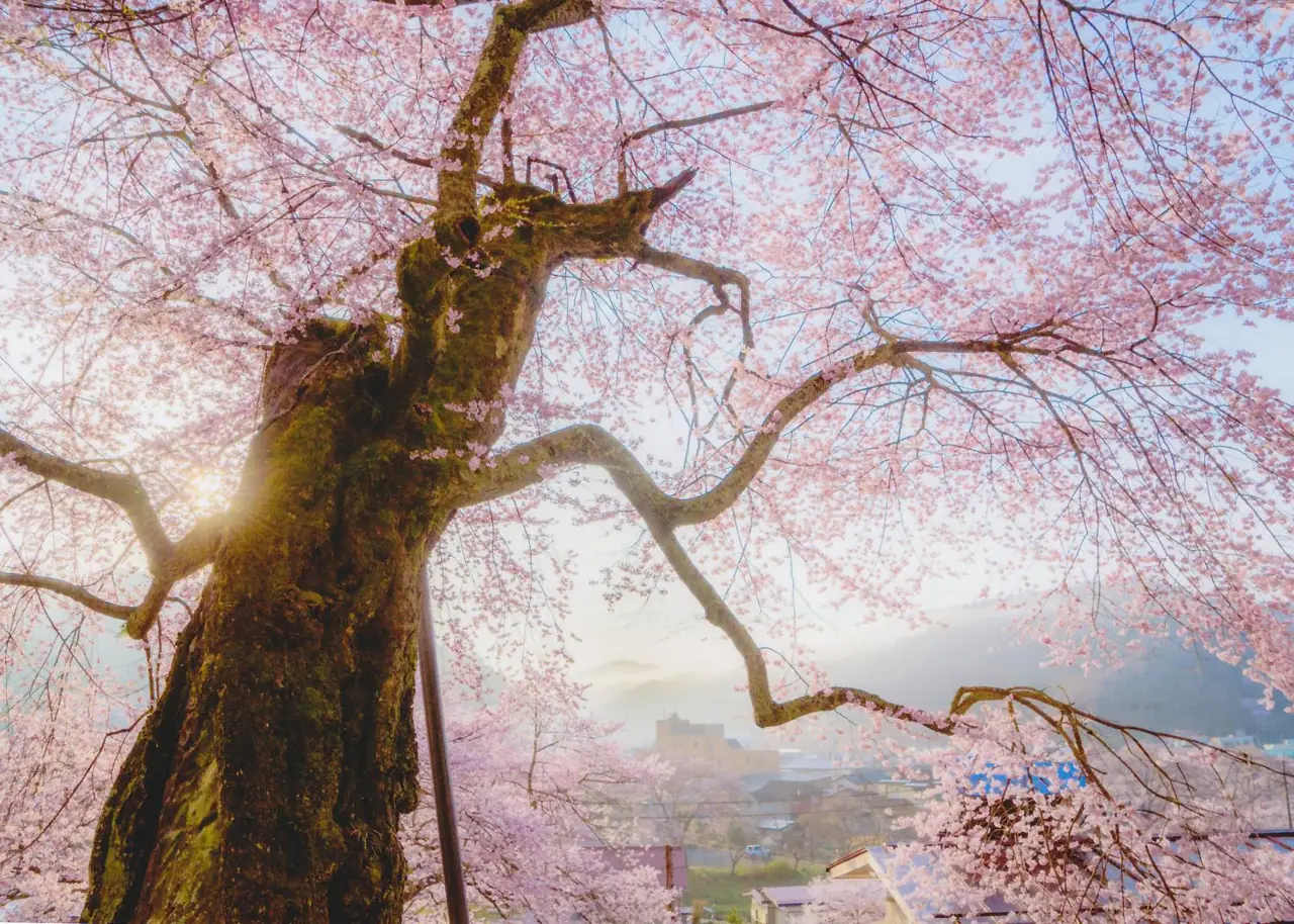 Takada Sakura