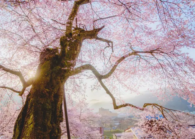 Takada Cherry