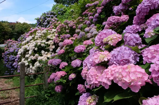 Hydrangeas of Suetsugi
