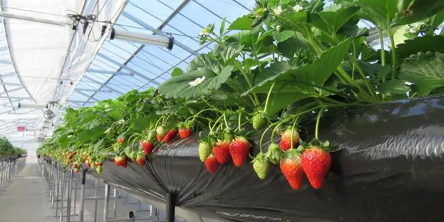 Helena Strawberry Land