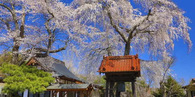 Weeping Cherry of Joganji