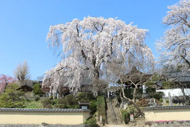 Weeping Cherry of Shokenji