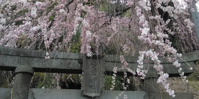 Weeping Cherry of Atago Shrine
