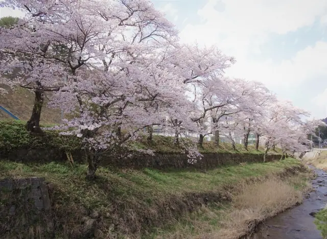 Katsurao River Cherries