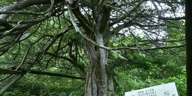 Japanese Yew of Katsurao