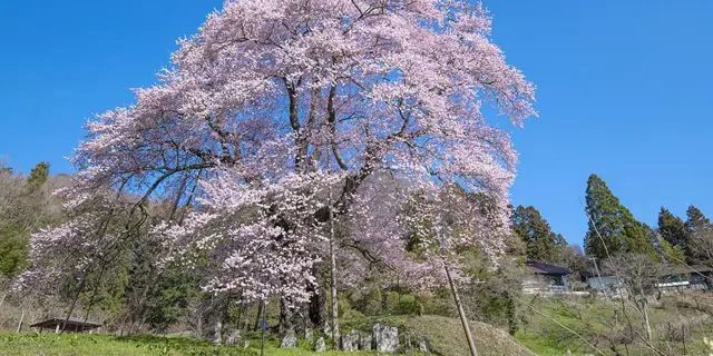 Koma Cherry of Akiyama