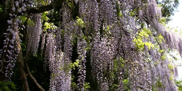 Great Wisteria of Haneda Kasuga Shrine