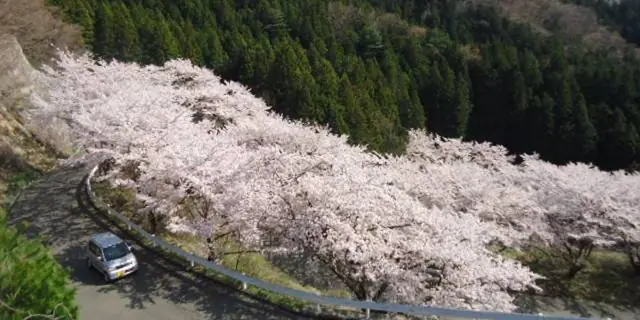 Chojusen Cherry Road