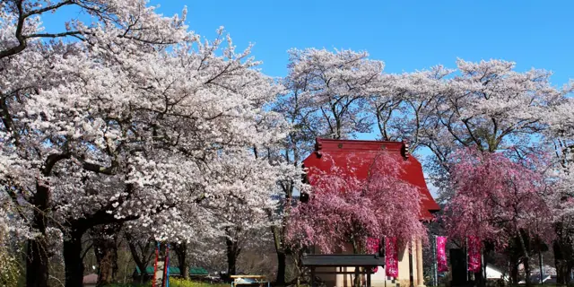 Kotehime Cherry of Hataori Shrine