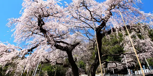 Weeping Cherry of Josenji