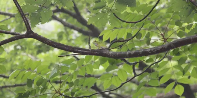 Forest Green Tree Frogs of Heifukunuma