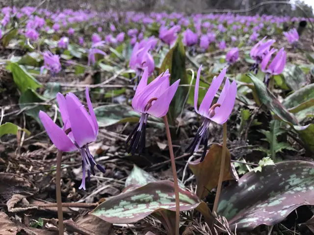 Dogtooth Violets of Nadeki