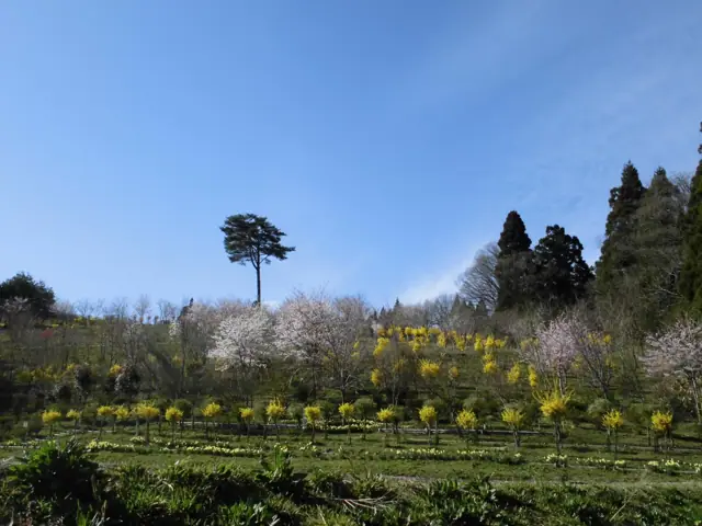 Raijinyama Flower Forest