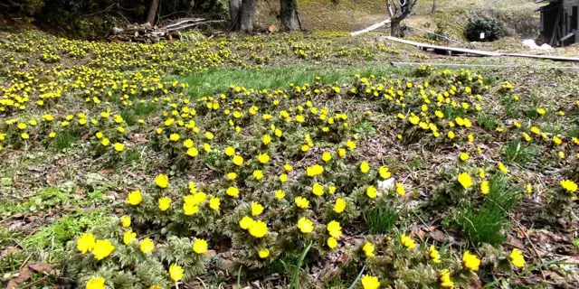 Fukiya Pheasant's Eye