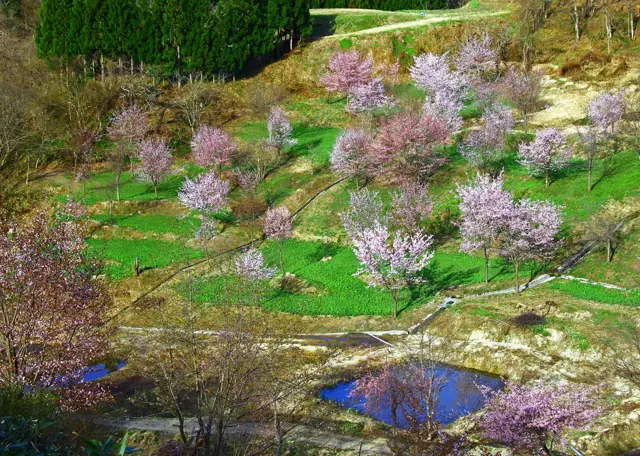 Terraced-Field Cherry Trees