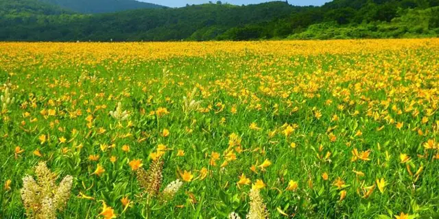 Oguninuma Wetland