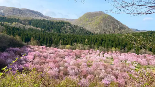 Sakura Pass
