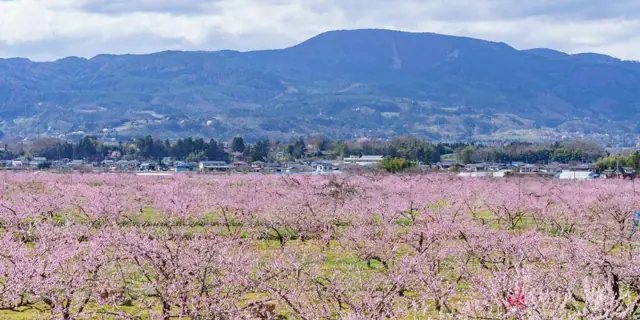 Kori Peach Blossom Valley