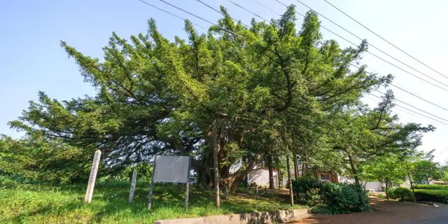 Great Torreya of Manshoji