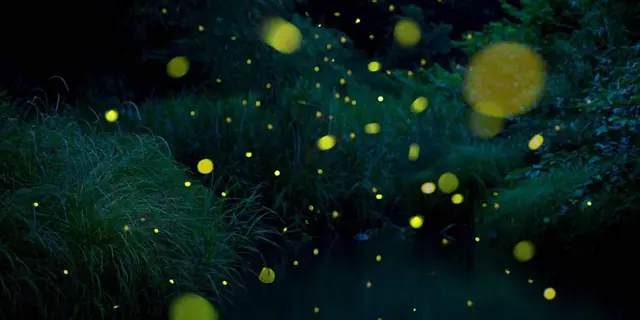 Ubugasawa River Firefly Park