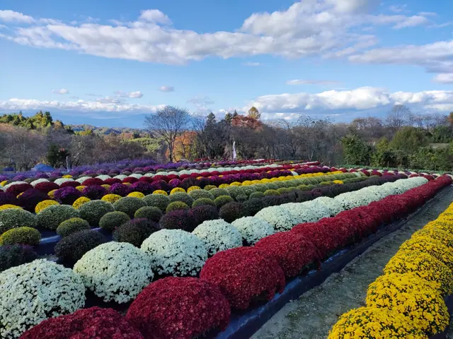Sakurazato Chrysanthemum Garden