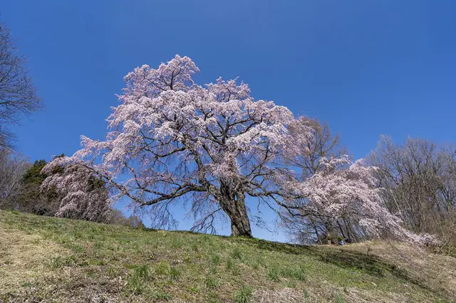 Gotomakita Cherry Tree