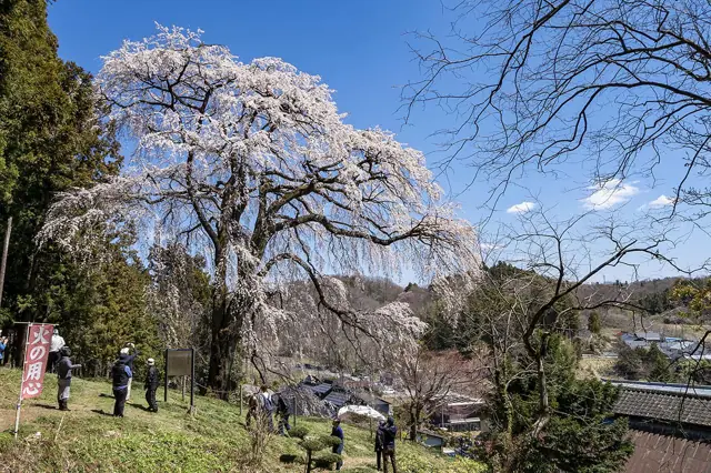 Uchide Cherry Tree