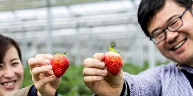 Strawberry Picking at Furuya Farm