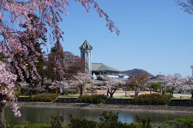 Cherry Blossoms of Kangetsudai Park