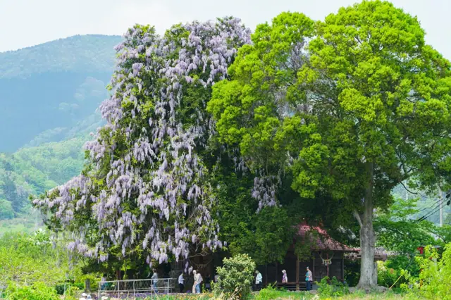 Great Torreya and Wisteria of Miyama Shrine