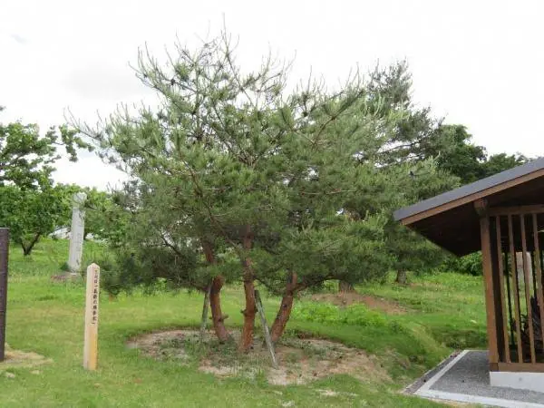 Yoshitsune's Resting Pine